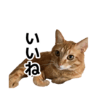 ぺたと覇王丸（個別スタンプ：14）