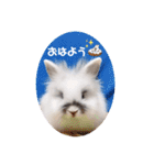 Minchopila 1（個別スタンプ：2）