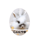 Minchopila 1（個別スタンプ：3）