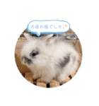 Minchopila 1（個別スタンプ：6）