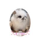 Minchopila 1（個別スタンプ：9）