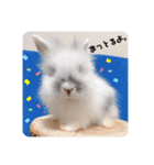 Minchopila 1（個別スタンプ：10）