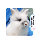Minchopila 1（個別スタンプ：11）