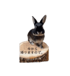 Minchopila 1（個別スタンプ：15）