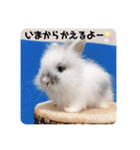 Minchopila 1（個別スタンプ：17）