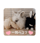 Minchopila 1（個別スタンプ：28）