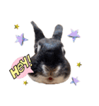 Minchopila 1（個別スタンプ：30）
