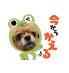 チワヨーれんれんスタンプ（個別スタンプ：1）