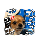 チワヨーれんれんスタンプ（個別スタンプ：4）
