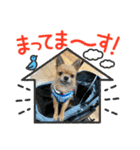 チワヨーれんれんスタンプ（個別スタンプ：7）