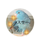 マメルリハのリルちゃん（個別スタンプ：5）