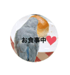 マメルリハのリルちゃん（個別スタンプ：7）