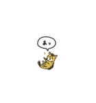 小さい子猫ソマリ(フキダシ)（個別スタンプ：5）