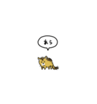 小さい子猫ソマリ(フキダシ)（個別スタンプ：16）