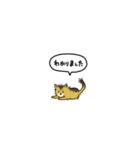 小さい子猫ソマリ(フキダシ)（個別スタンプ：19）