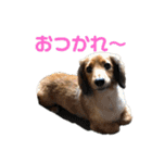 3犬仲良しスタンプ①（個別スタンプ：7）