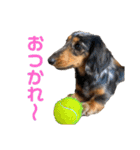 3犬仲良しスタンプ①（個別スタンプ：8）