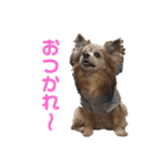 3犬仲良しスタンプ①（個別スタンプ：9）