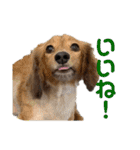 3犬仲良しスタンプ①（個別スタンプ：10）