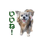 3犬仲良しスタンプ①（個別スタンプ：12）