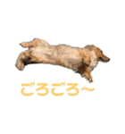 3犬仲良しスタンプ①（個別スタンプ：13）