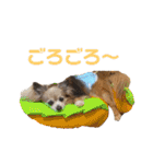 3犬仲良しスタンプ①（個別スタンプ：15）