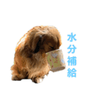 3犬仲良しスタンプ①（個別スタンプ：19）