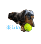 3犬仲良しスタンプ①（個別スタンプ：20）