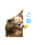 3犬仲良しスタンプ①（個別スタンプ：21）