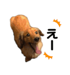 3犬仲良しスタンプ①（個別スタンプ：25）