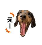 3犬仲良しスタンプ①（個別スタンプ：26）
