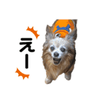 3犬仲良しスタンプ①（個別スタンプ：27）