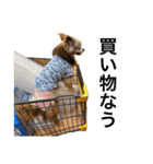 3犬仲良しスタンプ①（個別スタンプ：32）