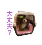 3犬仲良しスタンプ①（個別スタンプ：34）