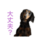 3犬仲良しスタンプ①（個別スタンプ：35）