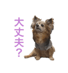 3犬仲良しスタンプ①（個別スタンプ：36）