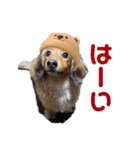 3犬仲良しスタンプ①（個別スタンプ：37）