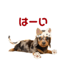 3犬仲良しスタンプ①（個別スタンプ：38）