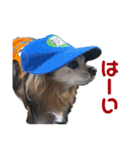 3犬仲良しスタンプ①（個別スタンプ：39）