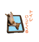 3犬仲良しスタンプ①（個別スタンプ：40）