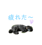 チワプーcocoa 2（個別スタンプ：4）
