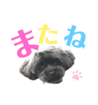 チワプーcocoa 2（個別スタンプ：5）