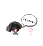 チワプーcocoa 2（個別スタンプ：12）
