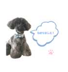 チワプーcocoa 2（個別スタンプ：13）