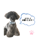 チワプーcocoa 2（個別スタンプ：14）