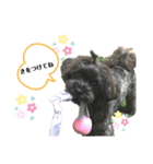 チワプーcocoa 2（個別スタンプ：15）