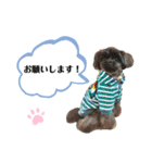 チワプーcocoa 2（個別スタンプ：16）