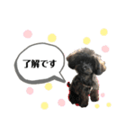 チワプーcocoa 2（個別スタンプ：22）