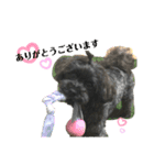 チワプーcocoa 2（個別スタンプ：24）