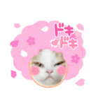 猫z（個別スタンプ：1）